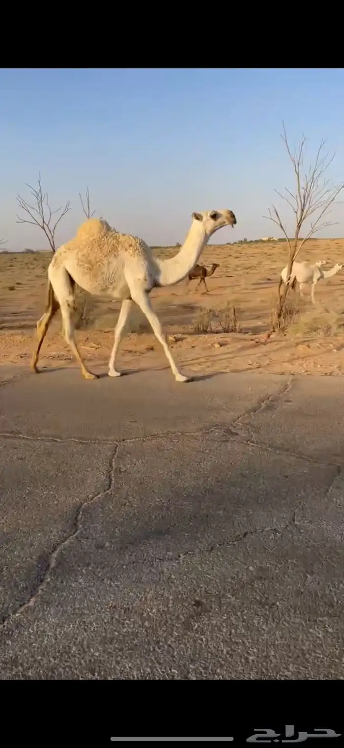 قعود فحل رباع 4