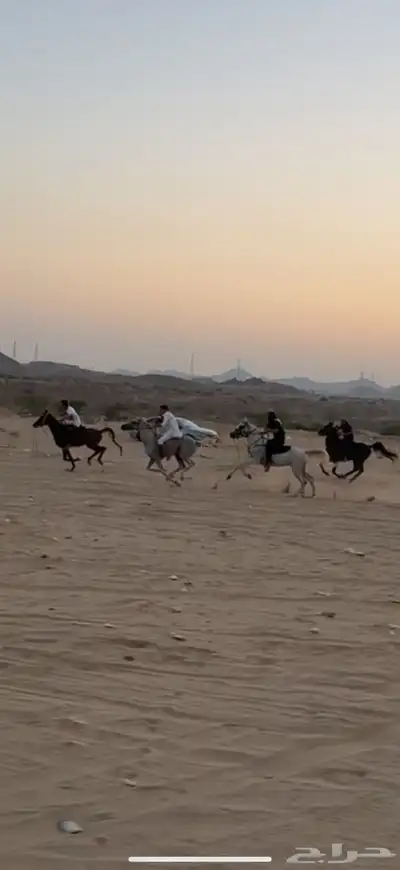 حصان واهو فاخر البيع مستعجل index