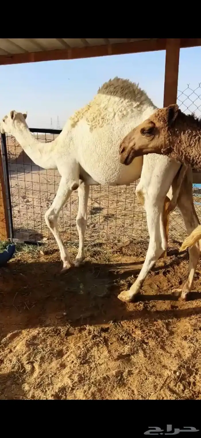 حشو قعدان قصب 5