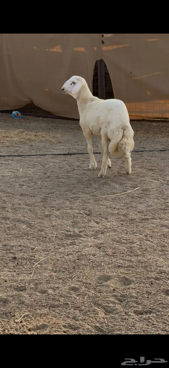 مشروع فحل حري 3