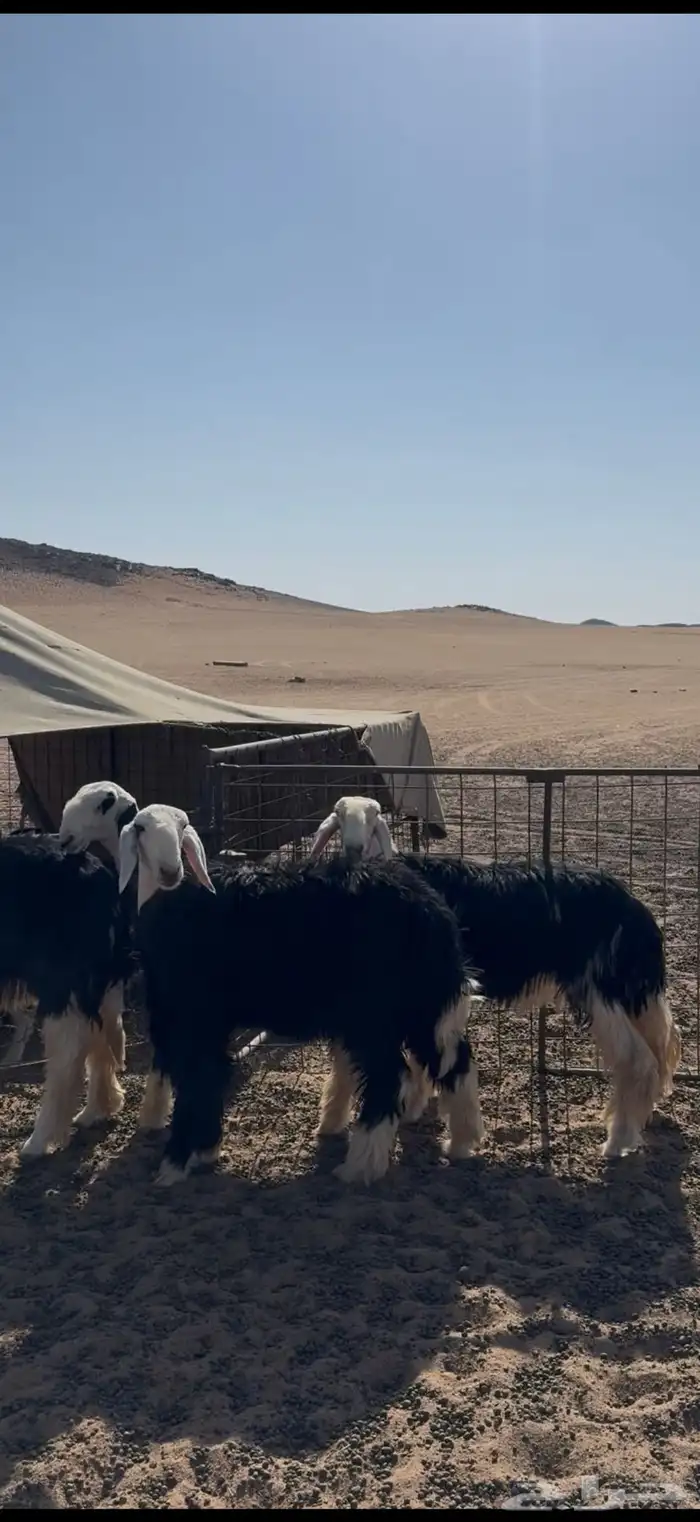 رخال نجد صنف(تم البيع) 2