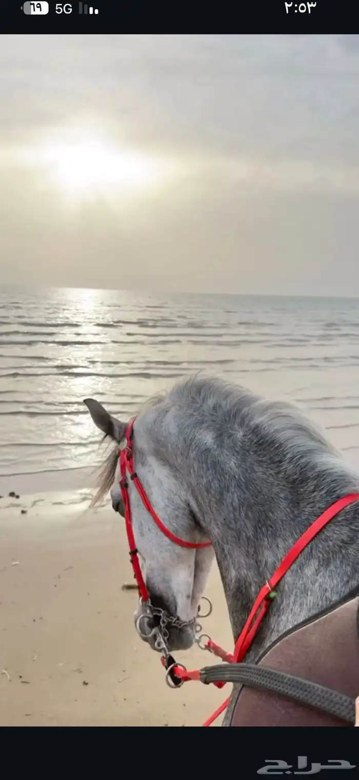 حصان ورق للبيع 1