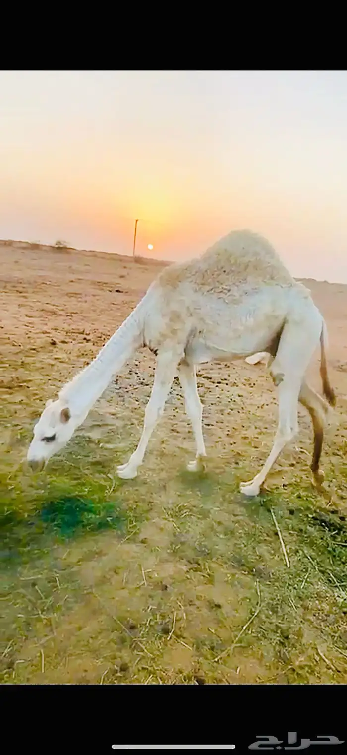 حاشي للبيع 1