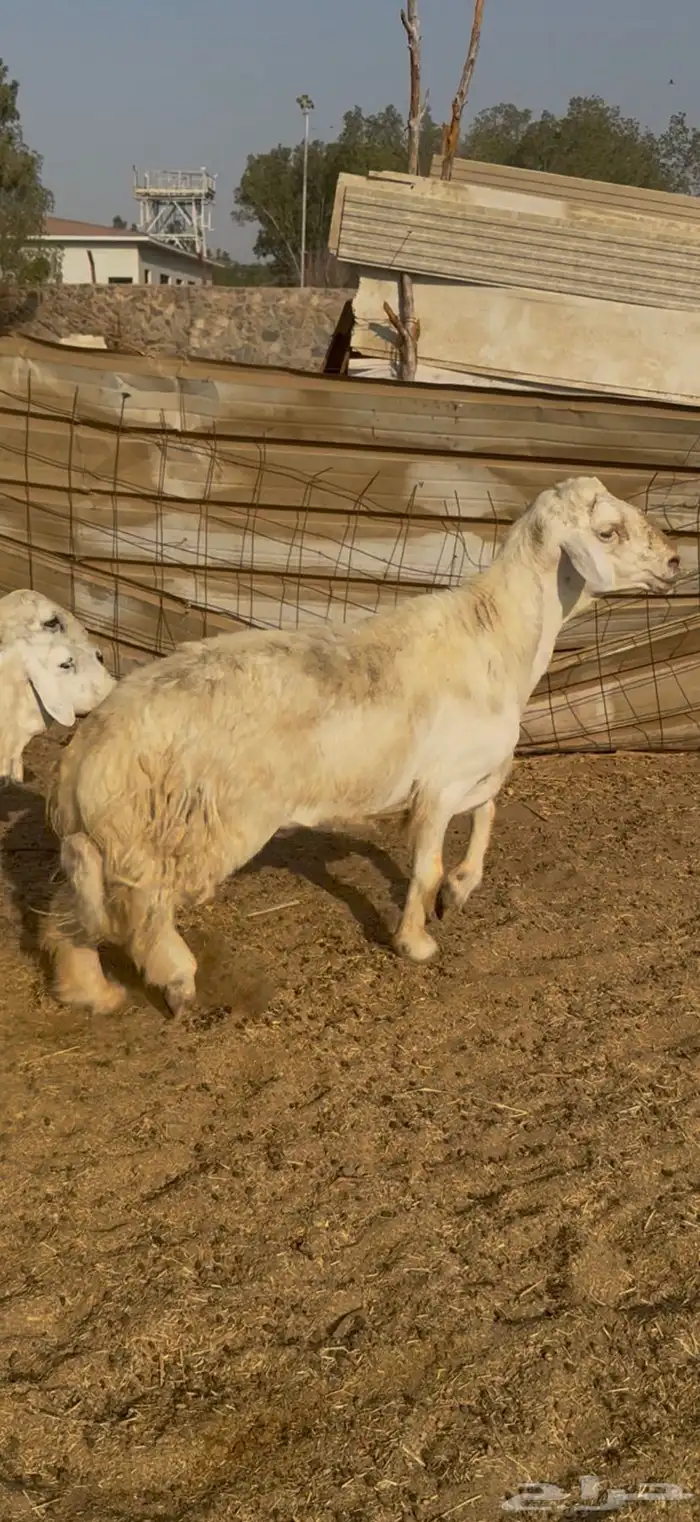 للبيع فحل حري صنف مشروط شرط كفوو 1