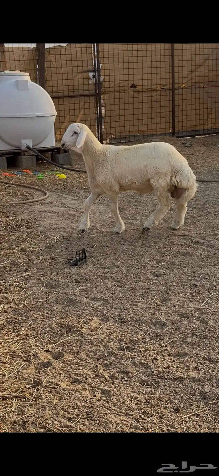 مشروع فحل حري 4