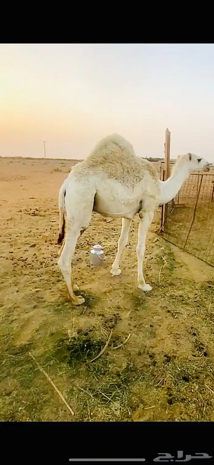 حاشي للبيع 0