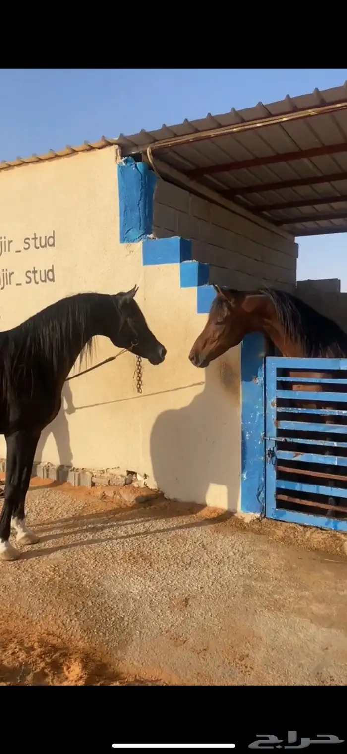 حصان شعبي مشروك عمره م بين 6 إلا 7 مسيوم ب 2400 2