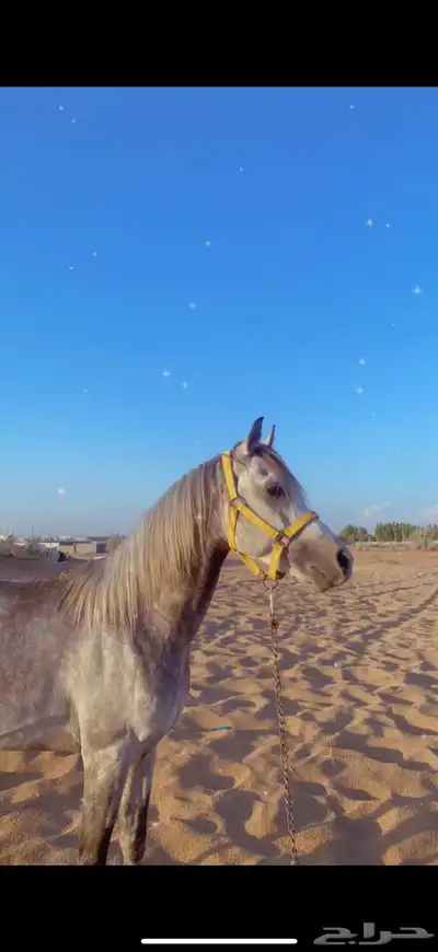 حصان ورق للبيع index