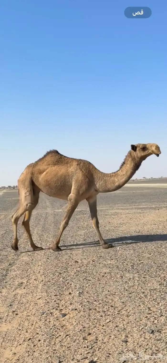 صفراء ثنيه كفو 0