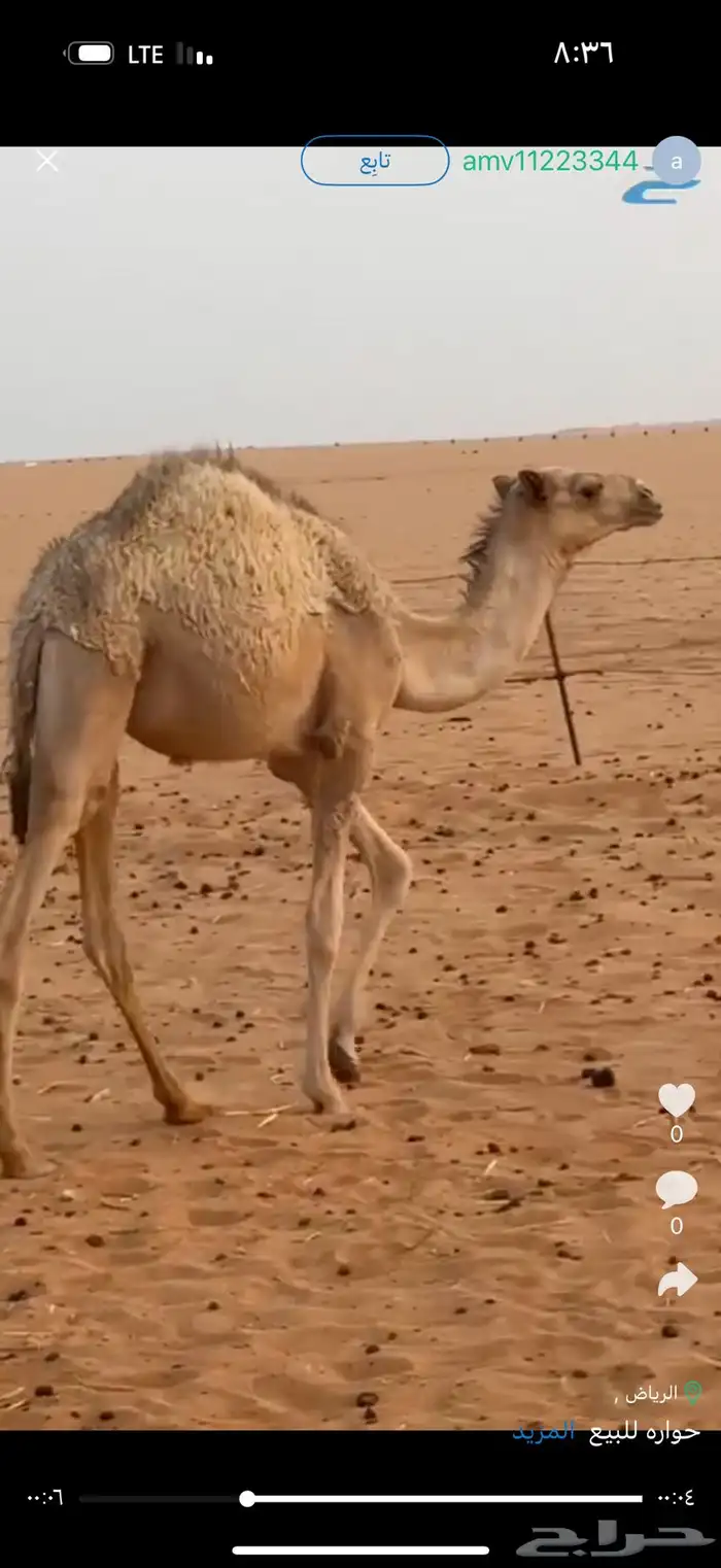 بكره للبيع العمر 0