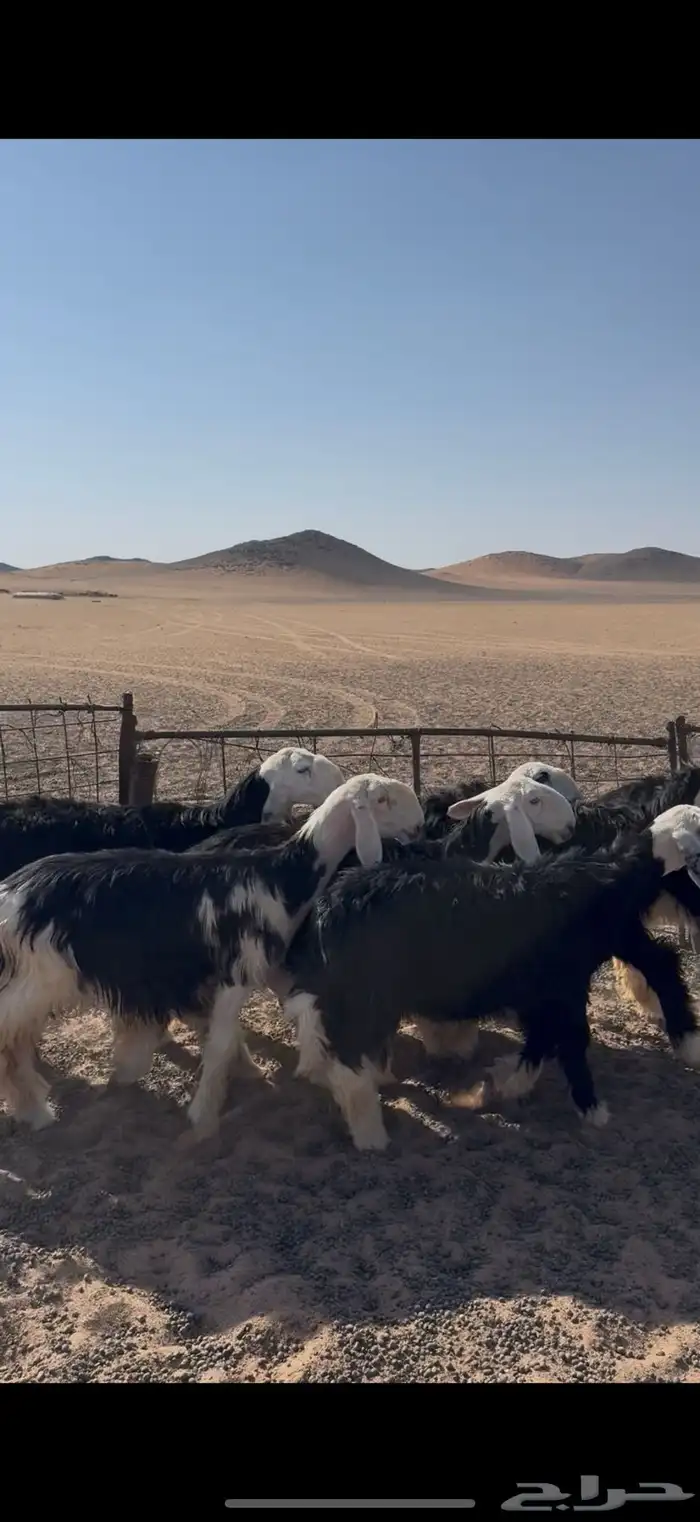 رخال نجد صنف(تم البيع) 0