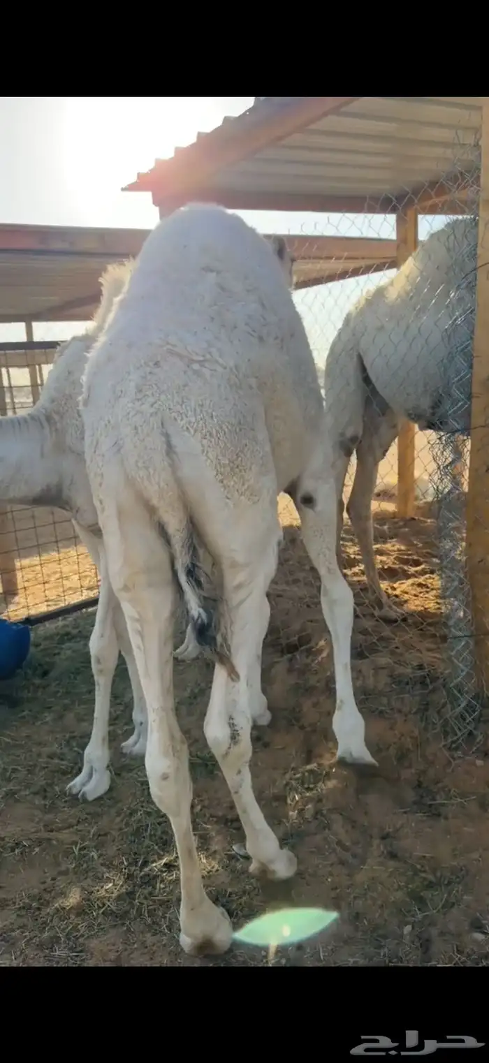 حشو قعدان قصب 9