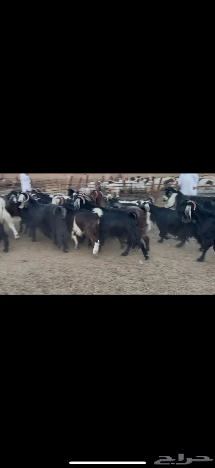 معزا عوارض دفيع 5