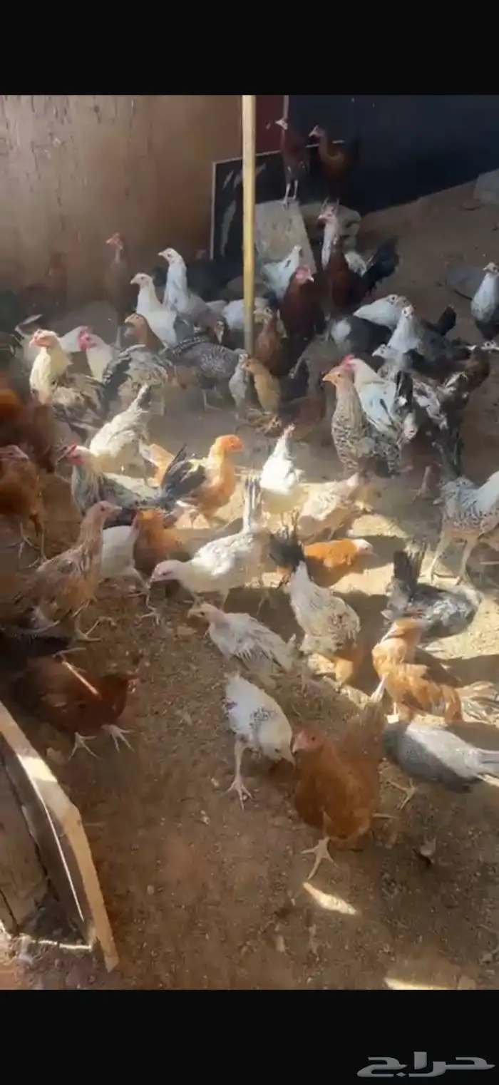 دجاج وديوك للبيع بلدي فيوم 3