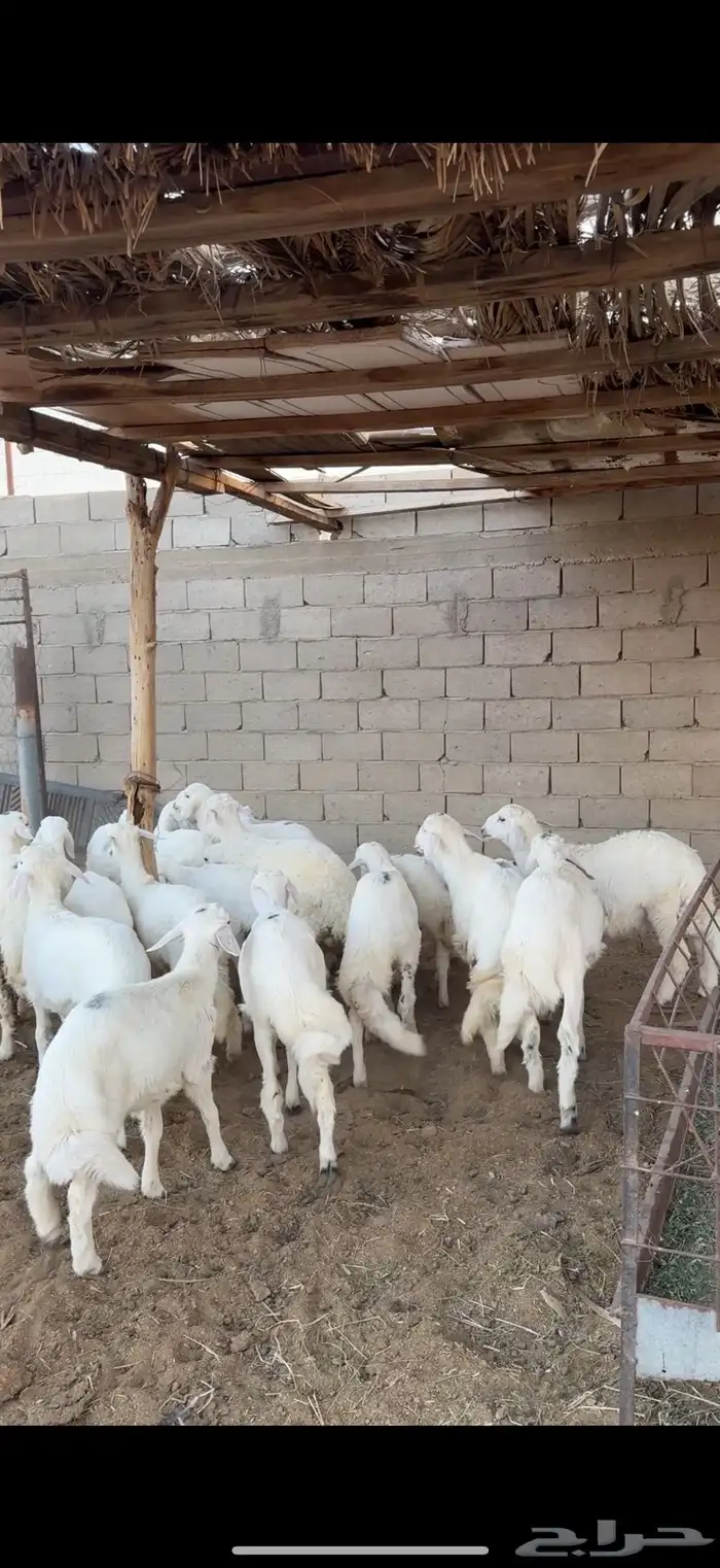 طليان للبيع 1