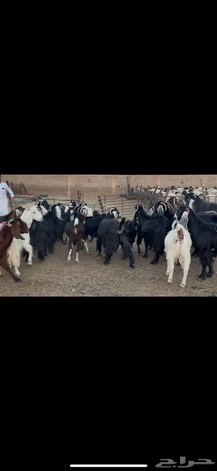 معزا عوارض دفيع 8