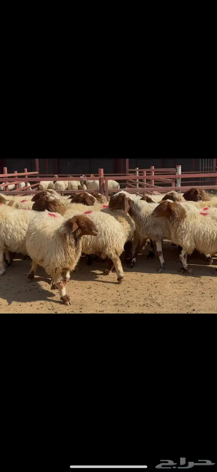 غنم نعيم دفيع 2