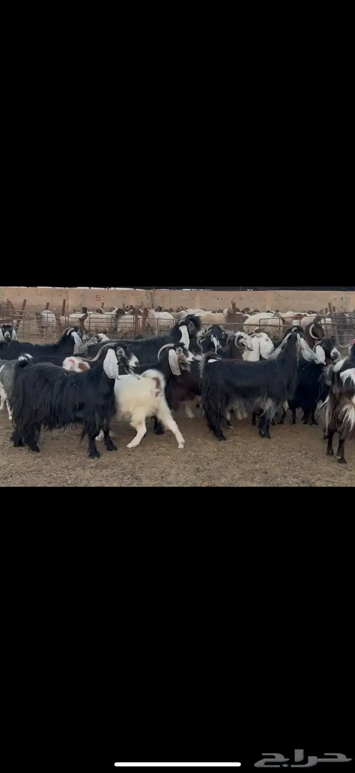 معزا عوارض دفيع 0