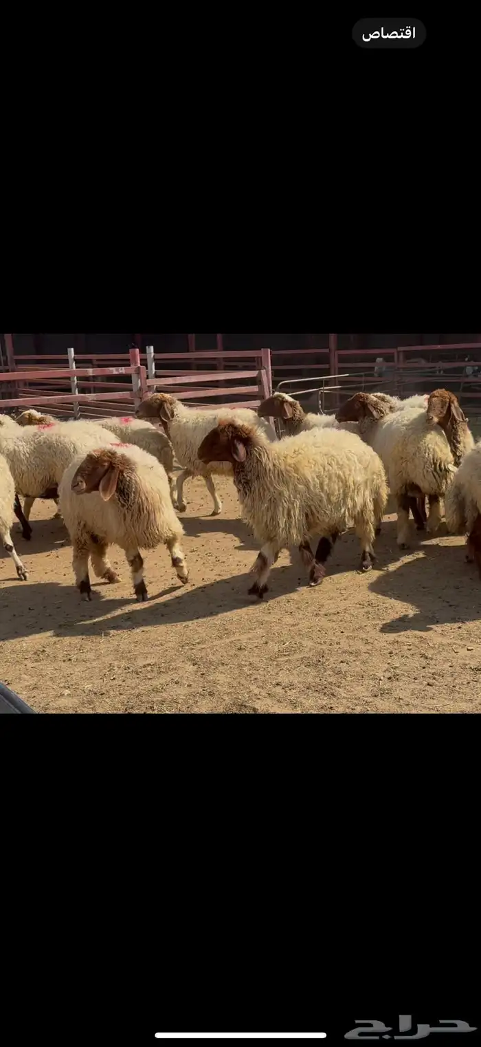 غنم نعيم دفيع 0