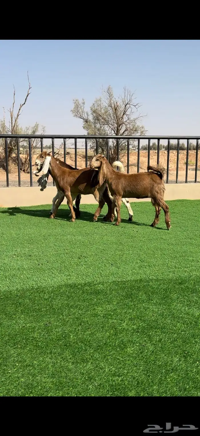 جفرات مشاريك خصمم منوة القناي 2