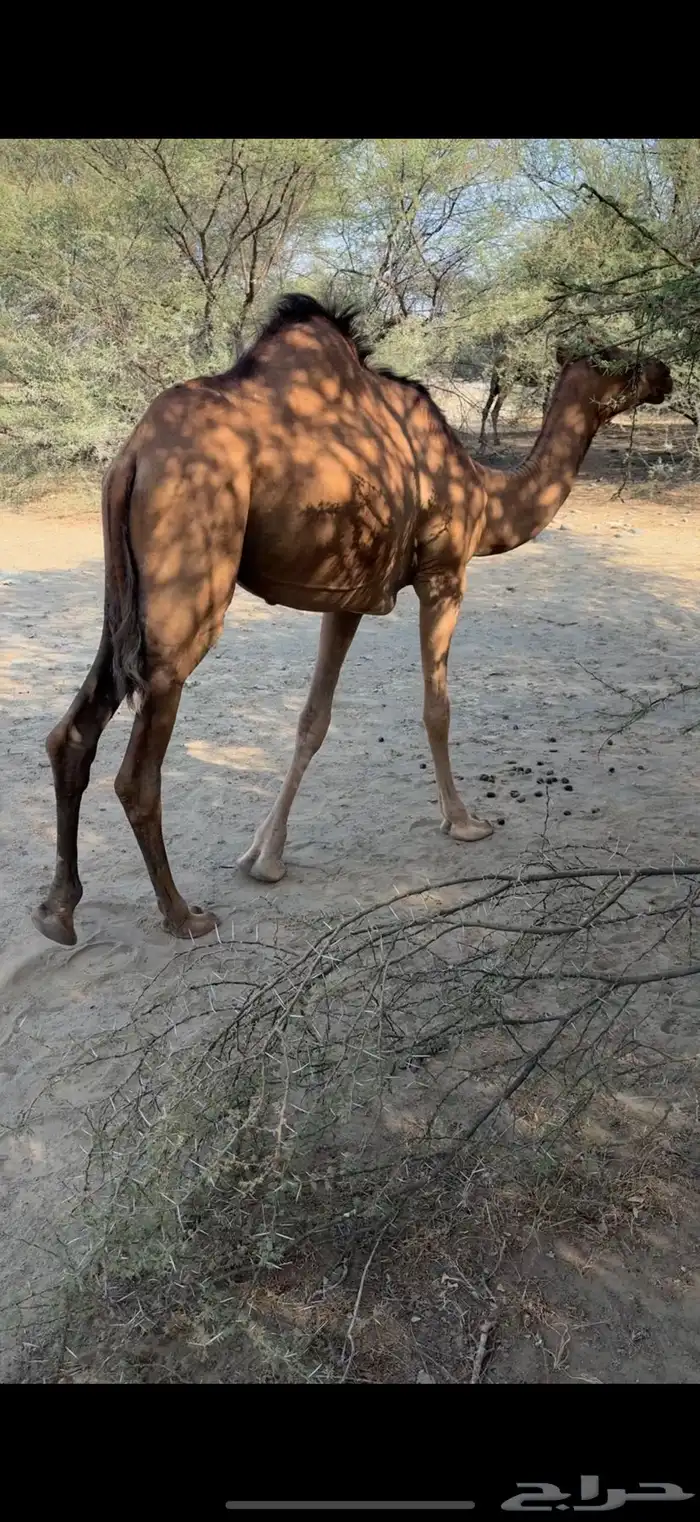 بكره للبيع 0