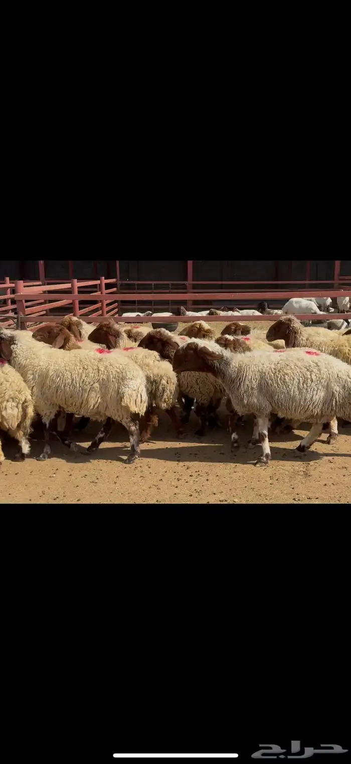 غنم نعيم دفيع 4