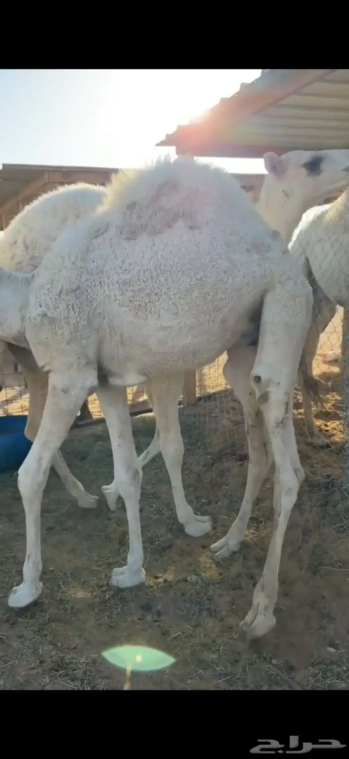 حشو قعدان قصب 1