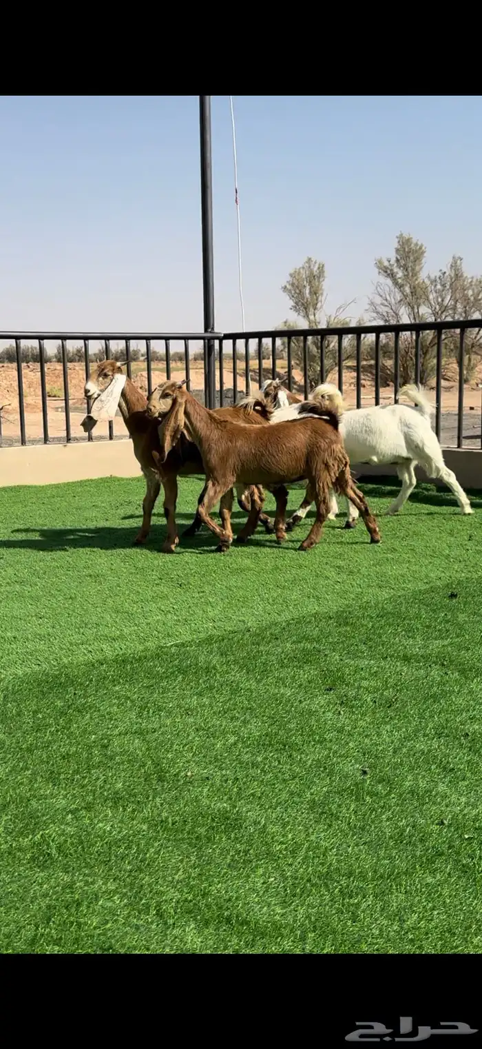 جفرات مشاريك خصمم منوة القناي 3