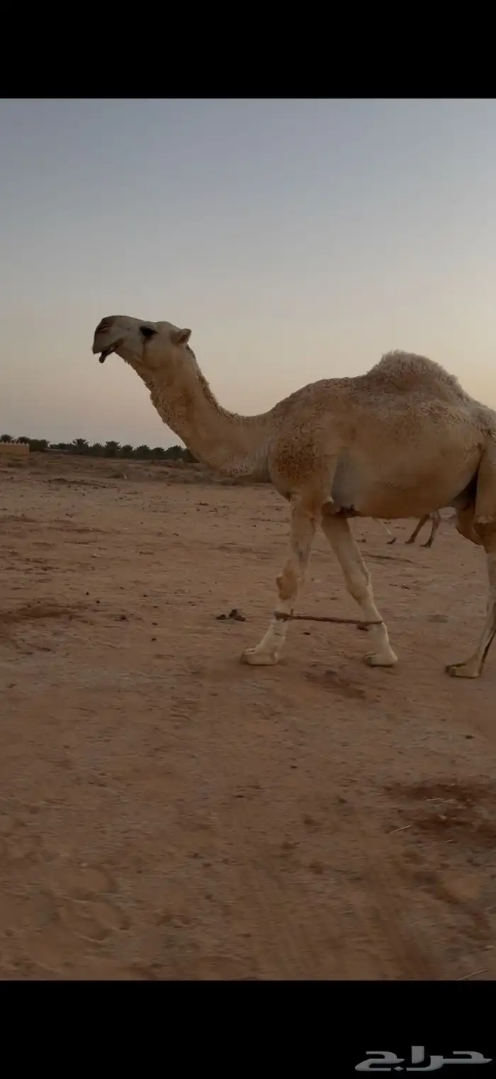 قعود فحل رباع 2