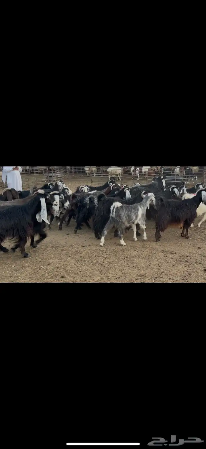 معزا عوارض دفيع 4