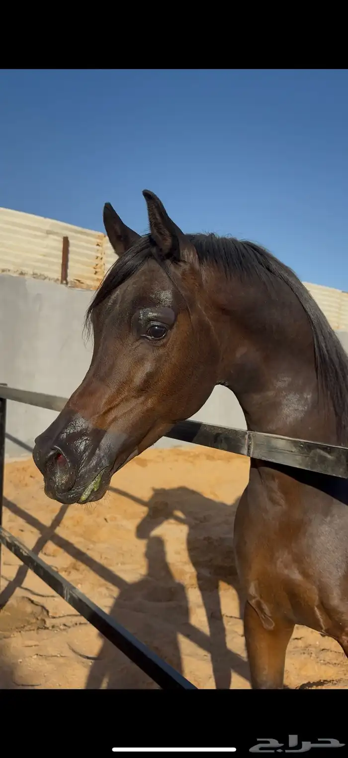 فحل متاح للتشبيه شامخ العناية 3