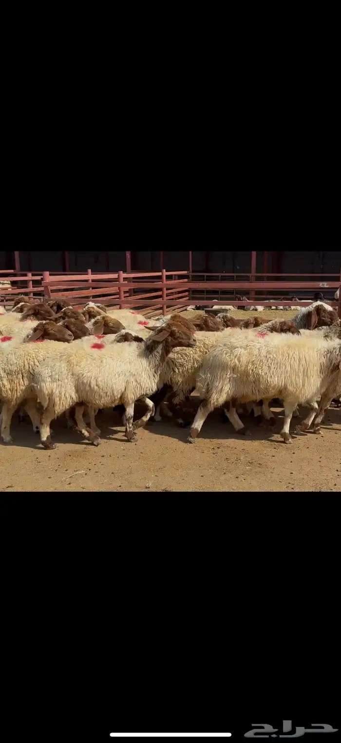 غنم نعيم دفيع 5