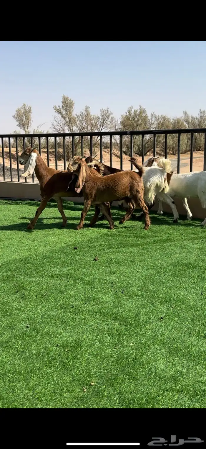 جفرات مشاريك خصمم منوة القناي 4