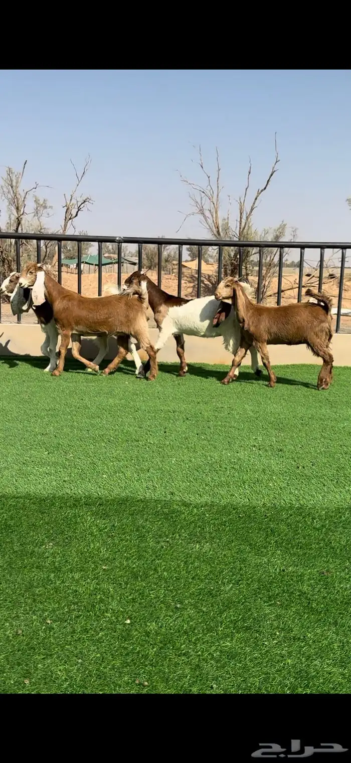 جفرات مشاريك خصمم منوة القناي 0
