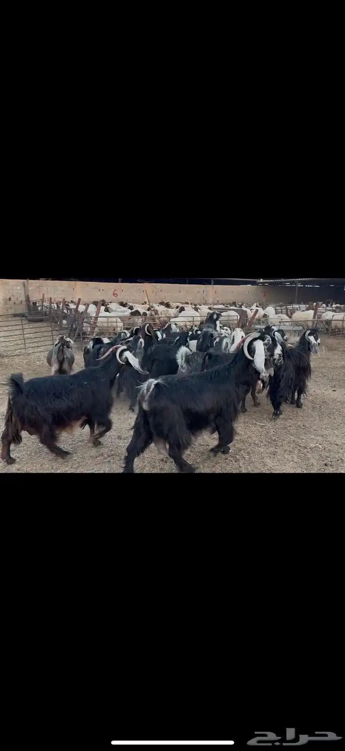 معزا عوارض دفيع 1