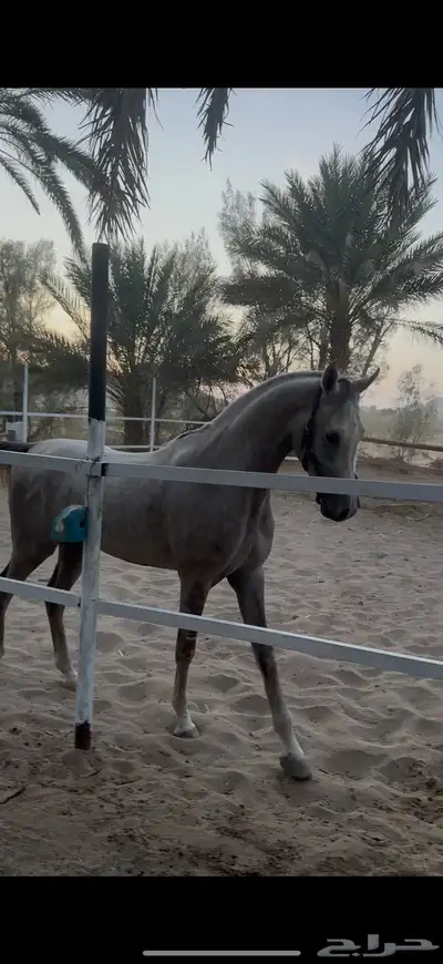 حصان فاخر index