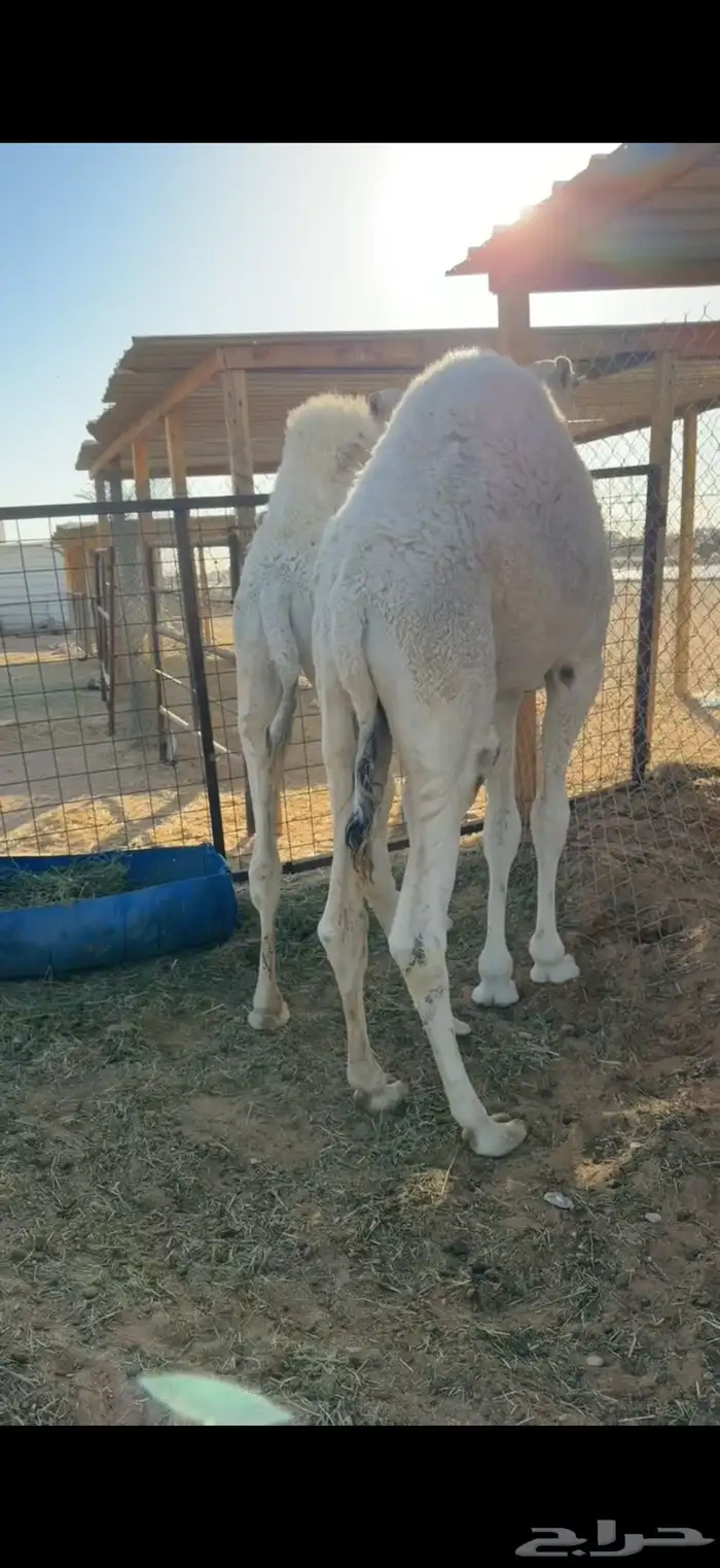 حشو قعدان قصب 2