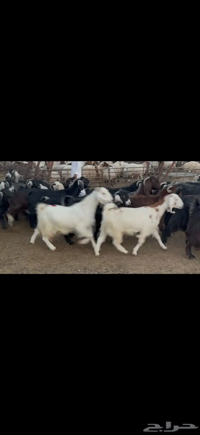 معزا عوارض دفيع 3