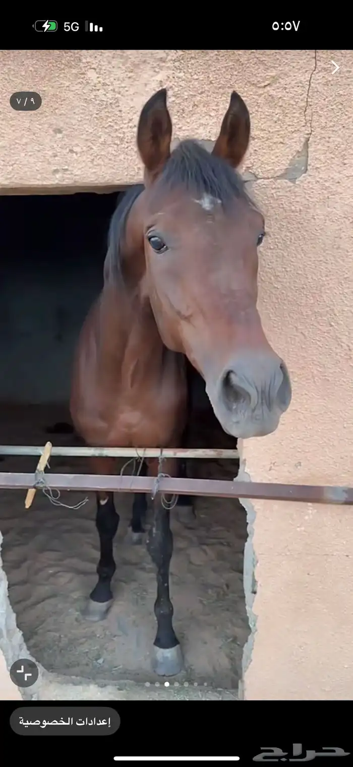 حصان شعبي مشروك عمره م بين 6 إلا 7 مسيوم ب 2400 0
