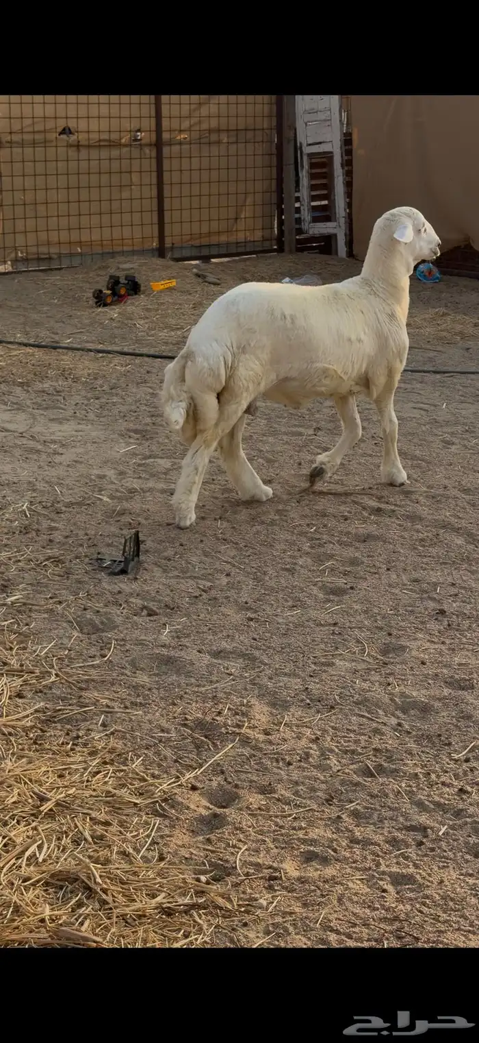 مشروع فحل حري 0