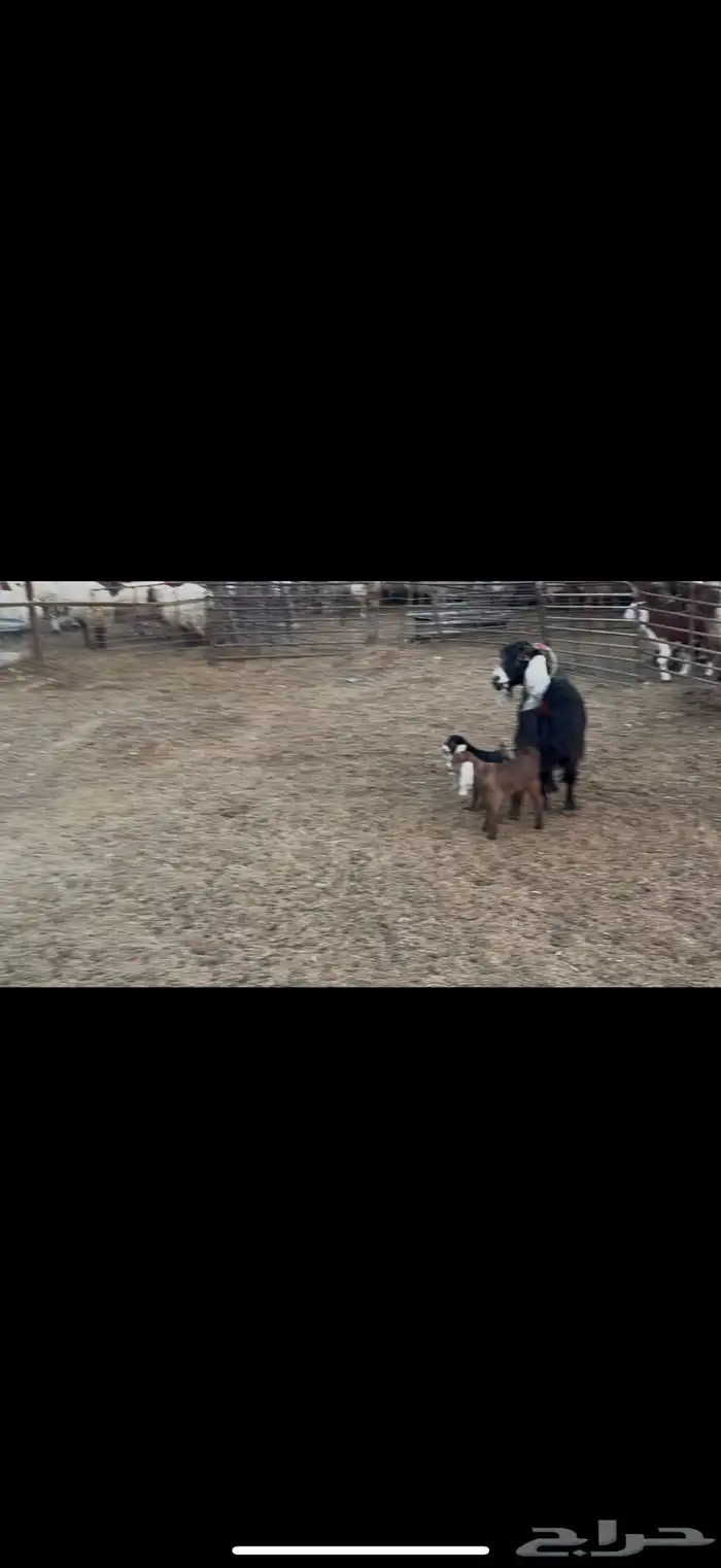 معزا عوارض دفيع 2