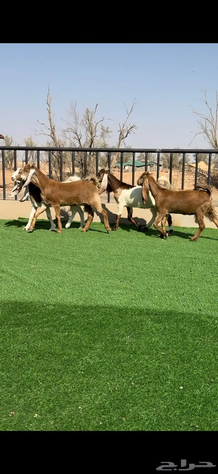 جفرات مشاريك خصمم منوة القناي 1