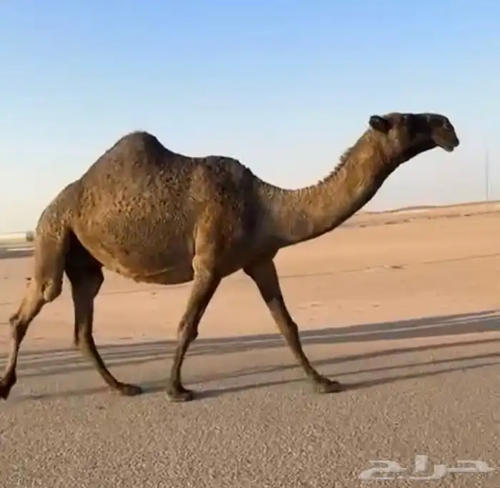 القحه ملاقي كفو تم البيع 4