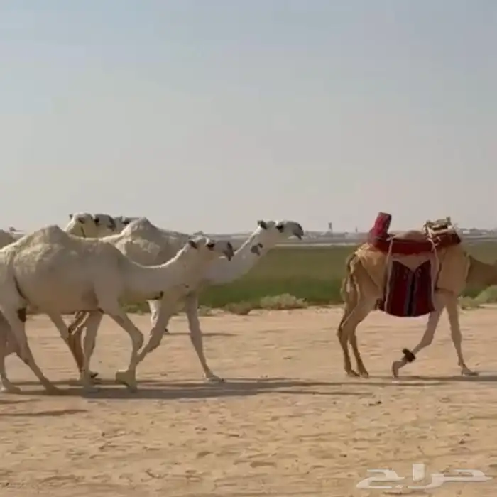 ذود ابل وضح اشباب كككفو وطيبه للبيع 13