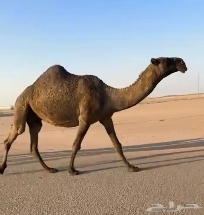 القحه ملاقي كفو تم البيع 3