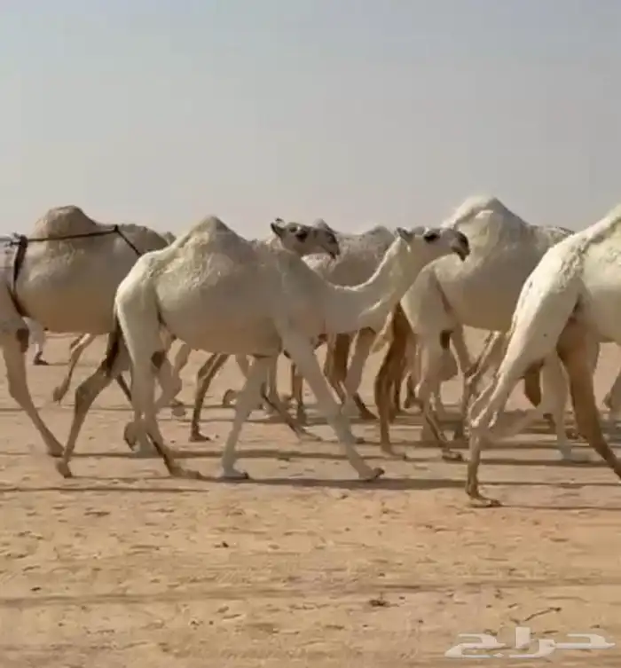 ذود ابل وضح اشباب كككفو وطيبه للبيع 2