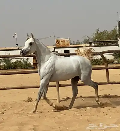 حصان حفيد مروان الشقب index