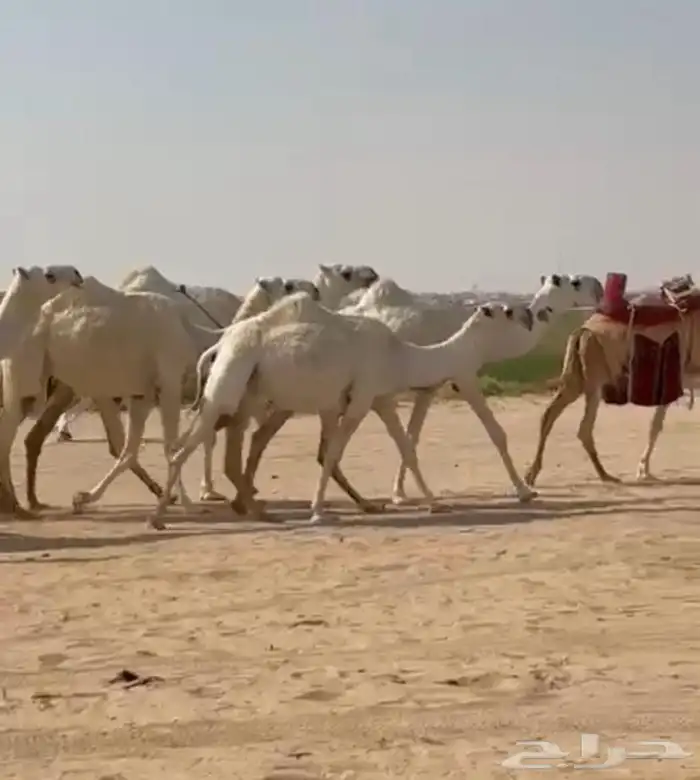 ذود ابل وضح اشباب كككفو وطيبه للبيع 11