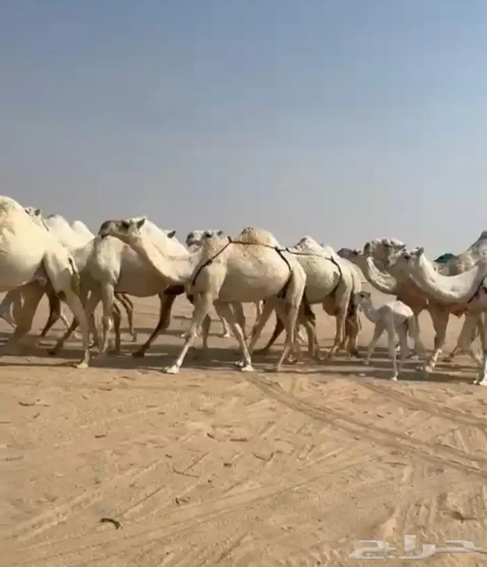 ذود ابل وضح اشباب كككفو وطيبه للبيع 5