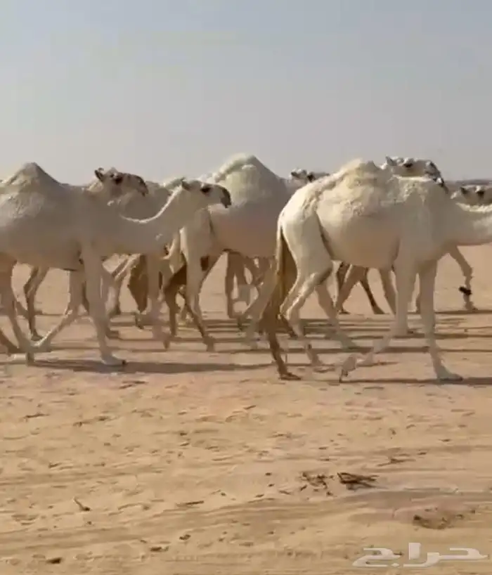 ذود ابل وضح اشباب كككفو وطيبه للبيع 10